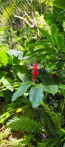 Grotte de Hortense-松树岛