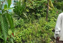 Nithya Nursery Garden购物图片