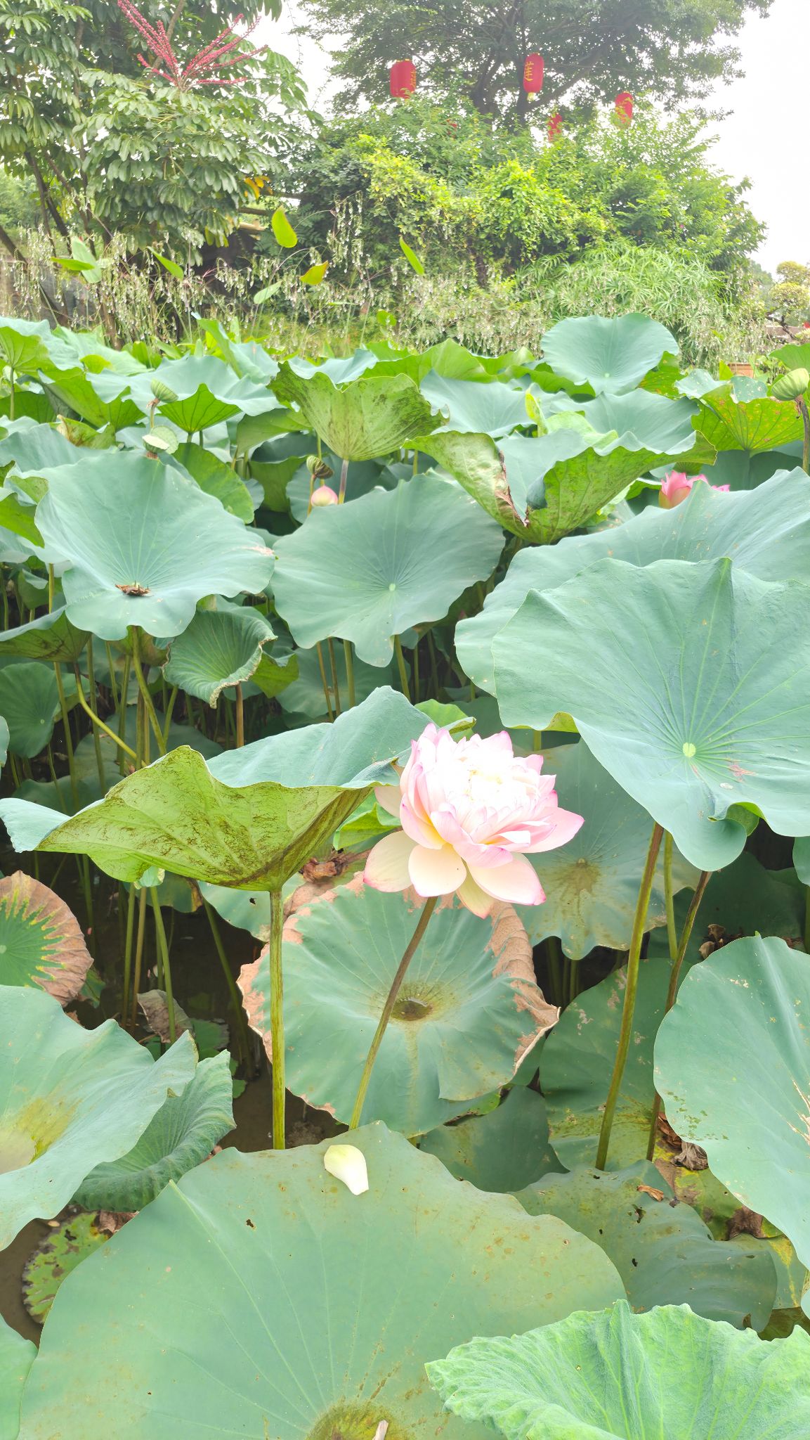 莲花山景点图片 27