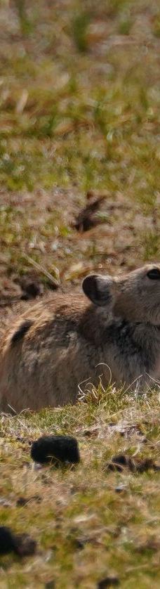 夯错湿地暗夜星空景区-那曲