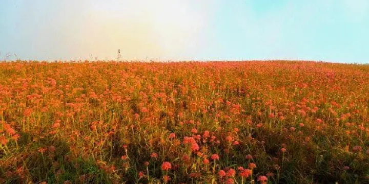 阿西里西·韭菜坪-觀景亭