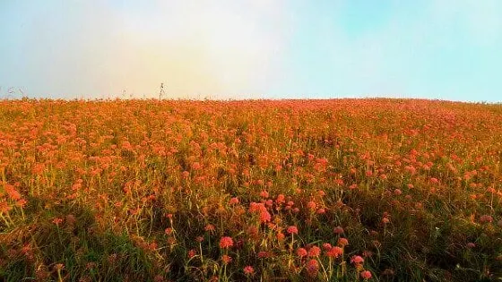 阿西里西·韭菜坪-觀景亭
