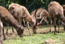 Mayura Wild Park景点图片