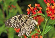 Papiliorama景点图片