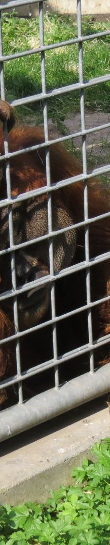 海德堡动物园-海德堡