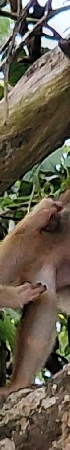 京那巴当岸河-基纳巴唐岸