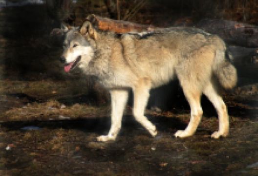 Wolf Mountain Nature Center景点图片