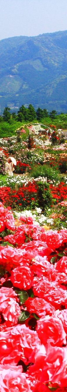 日本最大 鹿屋玫瑰园-鹿屋市