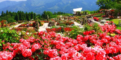 日本最大 鹿屋玫瑰園