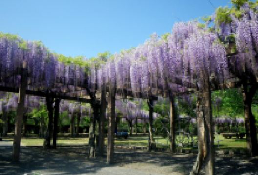 大三岛藤公园景点图片