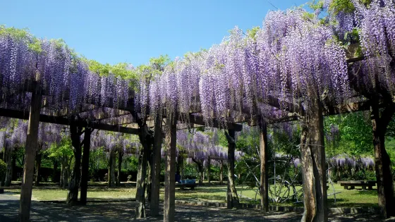 大三島藤公園