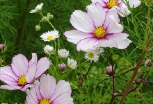 Botanical Garden景点图片