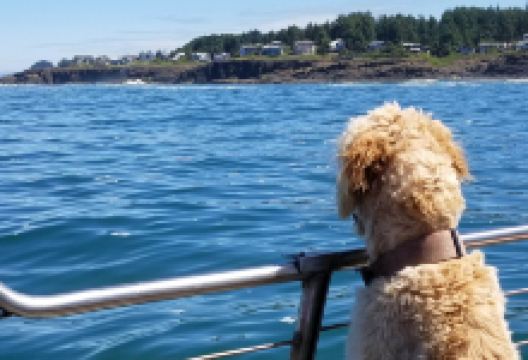 Whale, Sea Life, & Shark Museum景点图片