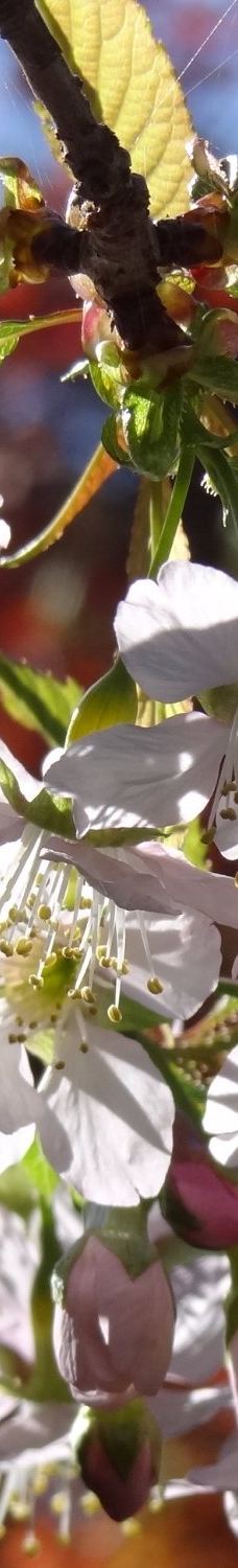 Fumon-ji Temple-丰桥市