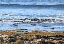 ANP Complejo Islote Lobos景点图片