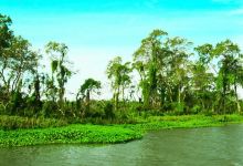 Walawe River Safari景点图片