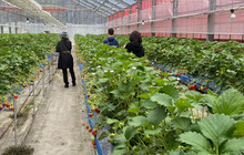 Minakami Fruit Land Mogitore餐厅图片