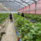 Minakami Fruit Land Mogitore