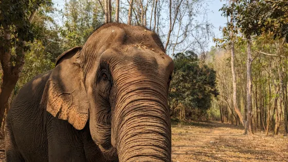 Elephant EcoValley