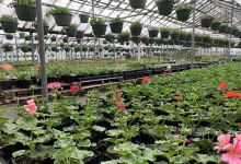 Elberfeld Gardens购物图片