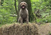 Bièvre Valley Kennel Club景点图片