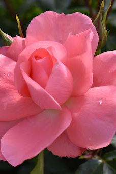 Yoshiumi Rose Park-今治市