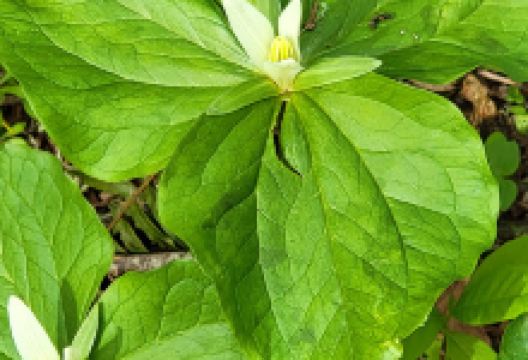 Delbert Hunter Arboretum and Botanical Garden景点图片