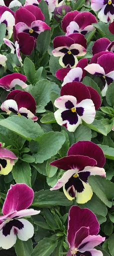 Kiss Virágkertészet, Békéscsaba-贝凯什乔包