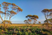 Mallee Cliffs National Park景点图片