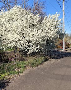 Bruce Starker Arts Park And Natural Area-科瓦利斯