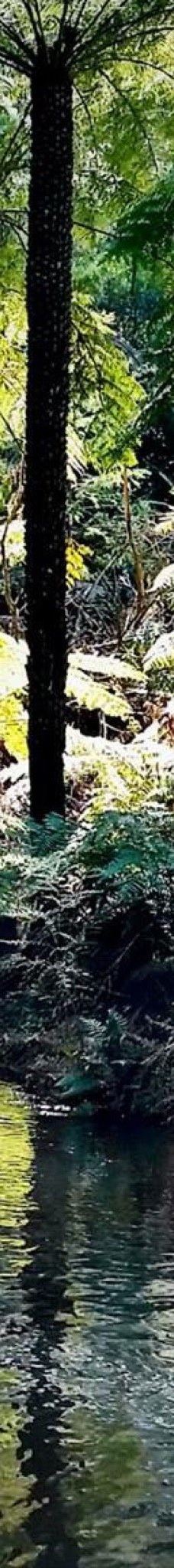 Maroondah Reservoir Park-希尔斯维尔