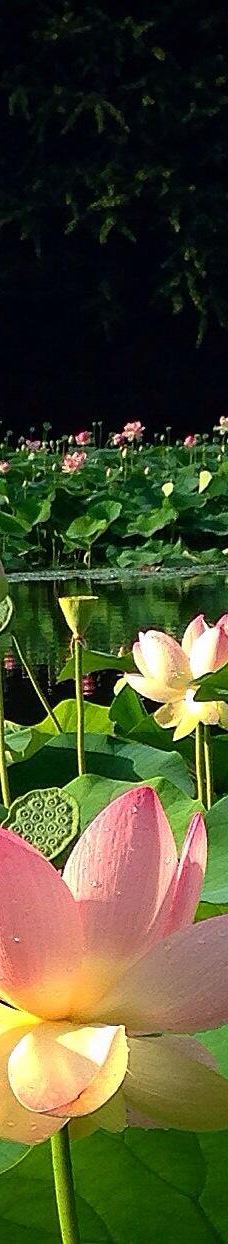 Parc des Gayeulles-雷恩