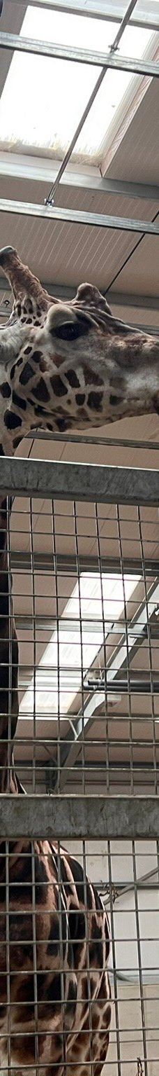 Twycross Zoo-阿瑟斯通