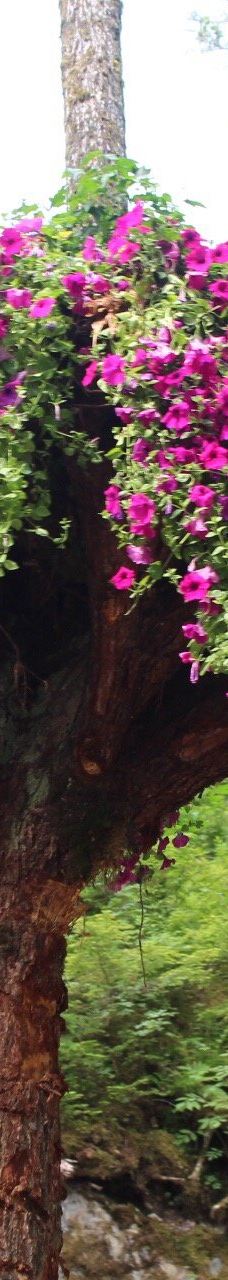 Glacier Gardens Rainforest Adventure-朱诺