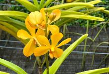 Tweechol Botanic Garden景点图片