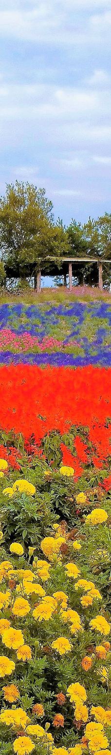 菅野农场-上富良野町