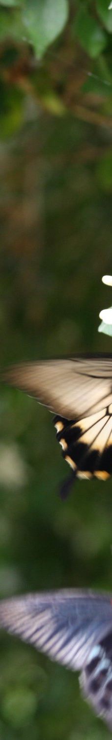 The Tropic of butterfly-埃尔讷