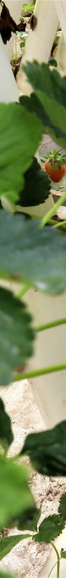 Ricardoes Tomatoes-Blackmans Point