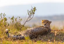 Chalkoko Safaris景点图片