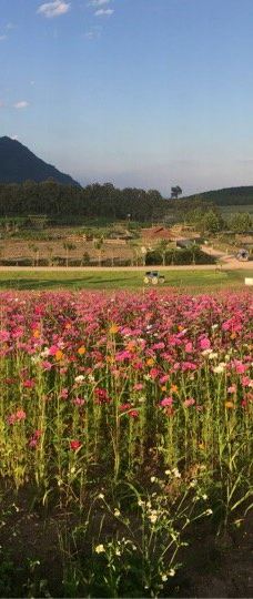 Boon Rawd farm-清莱