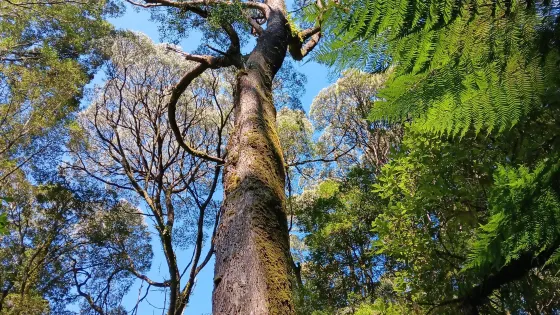 Melba Gully National Park