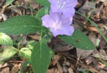 Black Creek Trail景点图片