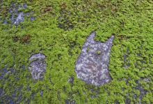 Totoro no Koke Art景点图片
