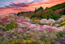 Hanamomo of Kamiguki景点图片