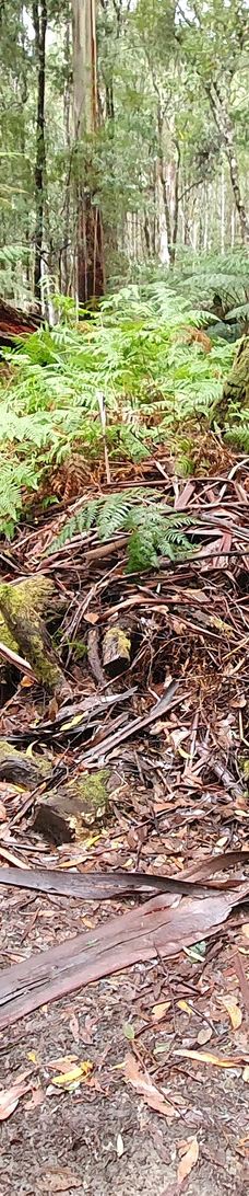 Tall Trees Walk-Mount Field