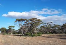 Mallee View Camping景点图片
