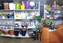 Vivero Oasis购物图片