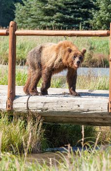 Dyea Campground-史凯威