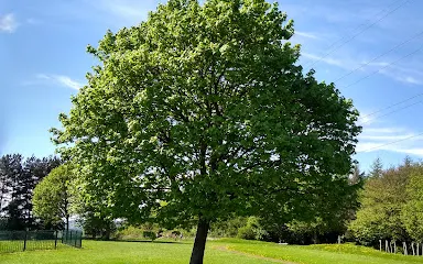 Balgarthno Stone Circle （Farm of Corn）