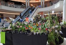 Orquídeas del Turabo购物图片